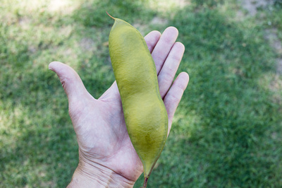 Castanospermum australe